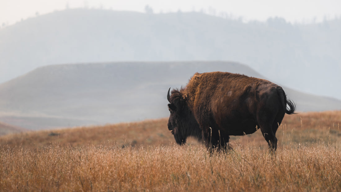 Tatanka