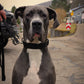 bison dog collar
