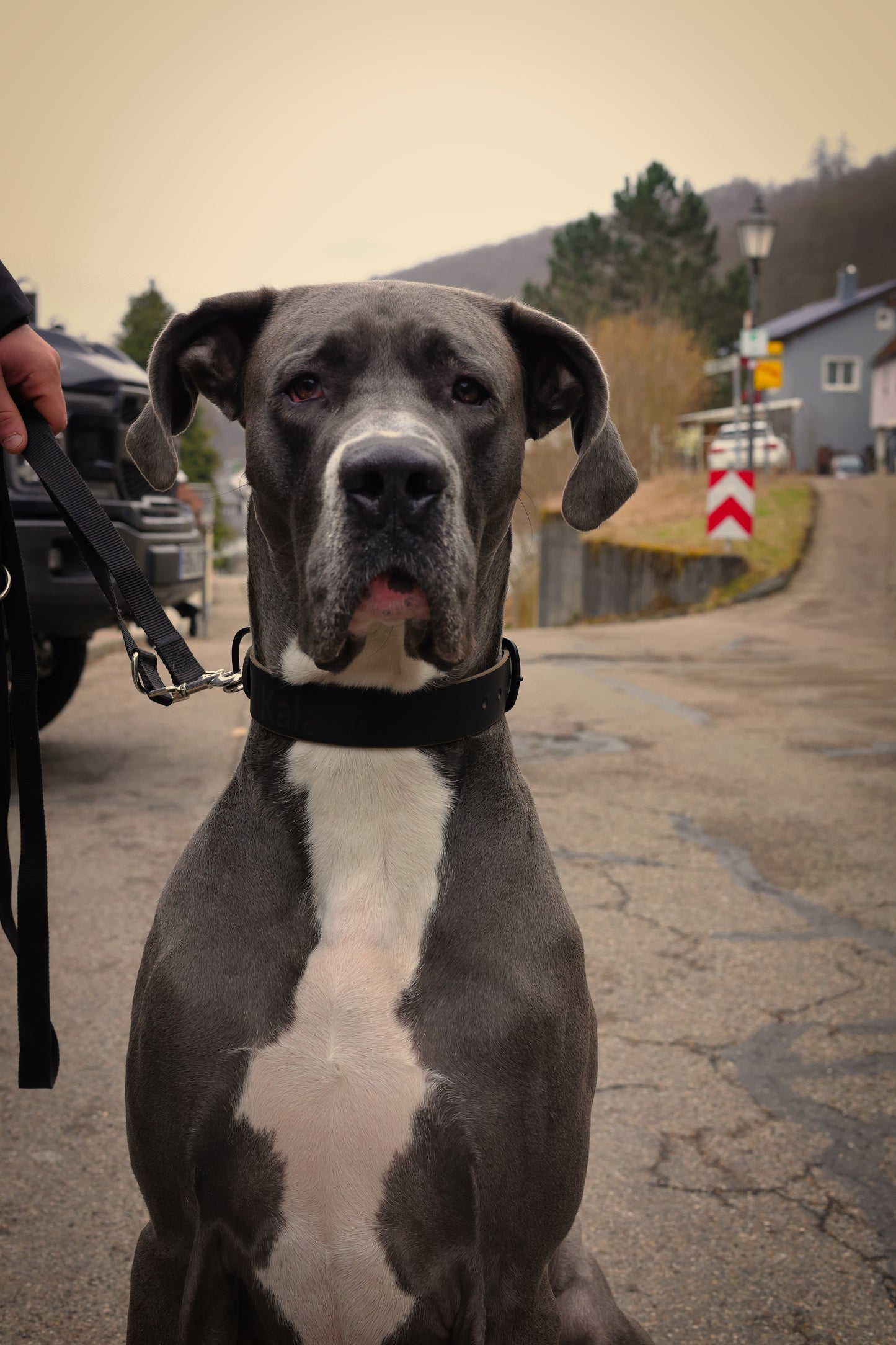 bison dog collar